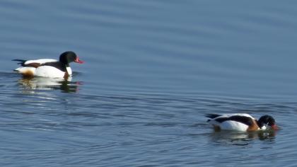 Common Shelduck