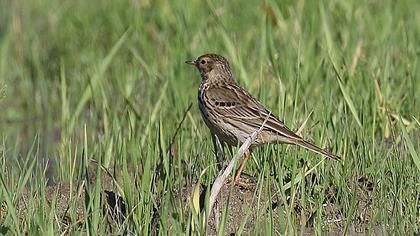Meadow Pipit