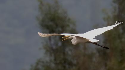 Great Egret