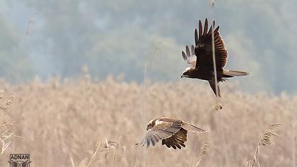 Western Marsh Harrier
