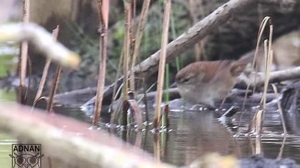 Cetti`s Warbler