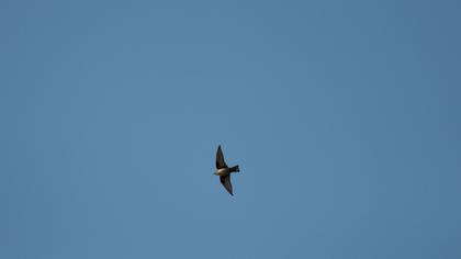 Eurasian Crag Martin
