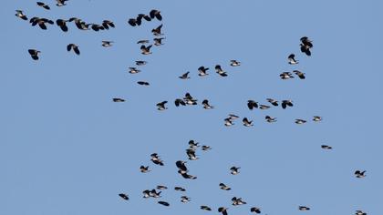 Northern Lapwing