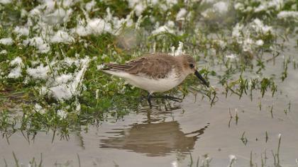 Dunlin