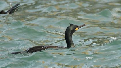 European Shag