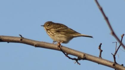 Meadow Pipit