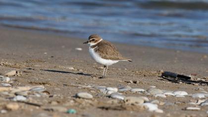 Kentish Plover