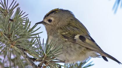 Goldcrest