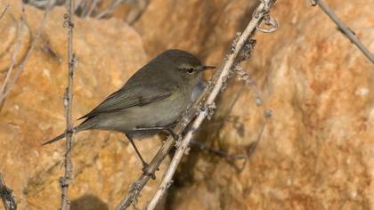 Common Chiffchaff