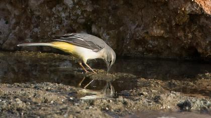 Grey Wagtail