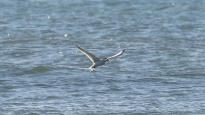 Sandwich Tern