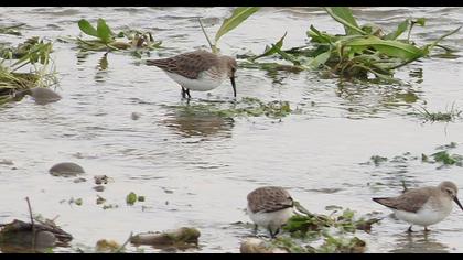 Dunlin