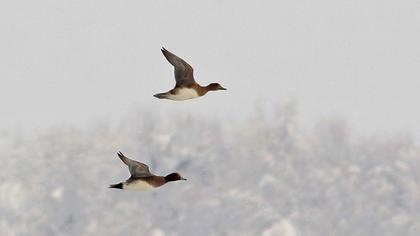 Eurasian Wigeon