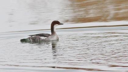 Smew