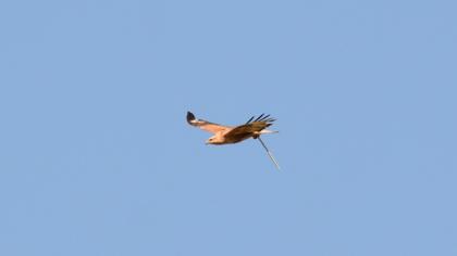 Long-legged Buzzard