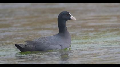 Eurasian Coot