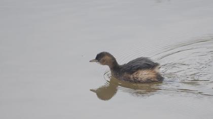 Little Grebe