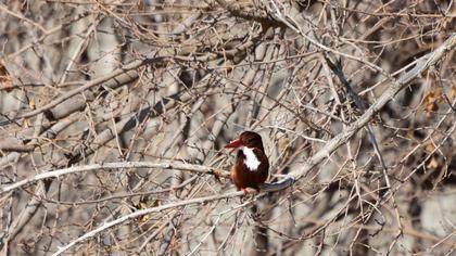 White-throated Kingfisher