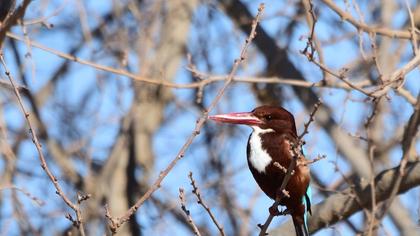White-throated Kingfisher