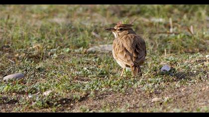 Crested Lark