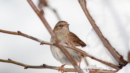 Dunnock