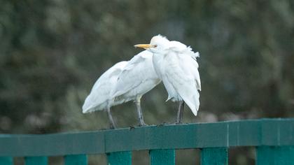 Western Cattle Egret