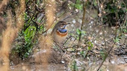 Bluethroat