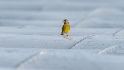 European Greenfinch