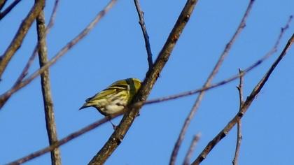 Eurasian Siskin