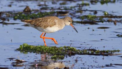 Common Redshank
