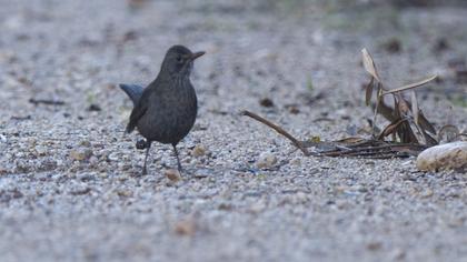 Common Blackbird