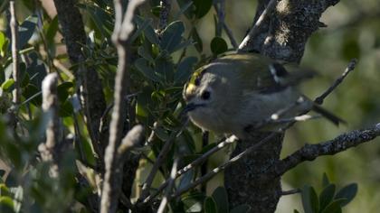 Goldcrest