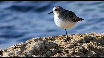 Grey Plover