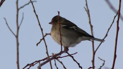 Common Chaffinch