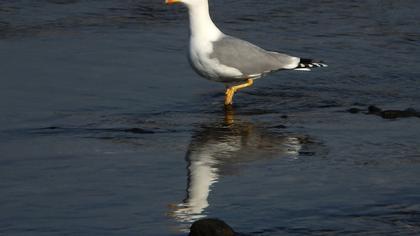 Yellow-legged Gull
