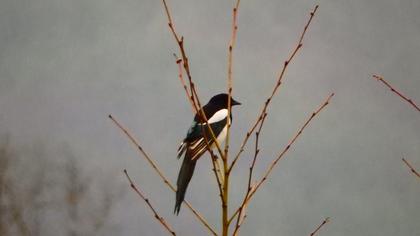 Eurasian Magpie