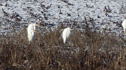 Great Egret