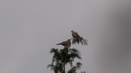 Eurasian Collared Dove