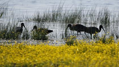 Glossy Ibis