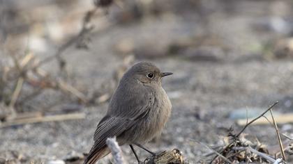 Black Redstart
