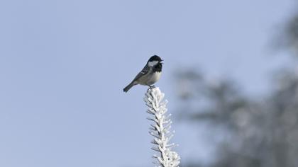 Coal Tit