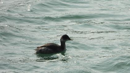 Black-necked Grebe