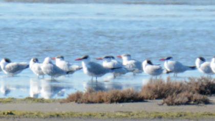 Caspian Tern