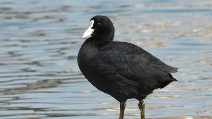 Eurasian Coot