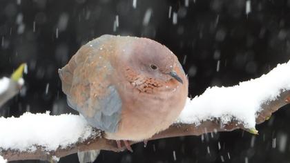 Laughing Dove