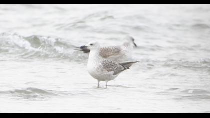 Yellow-legged Gull