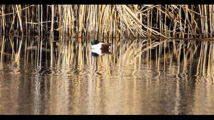 Northern Shoveler