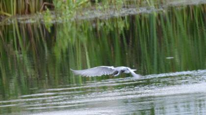 Whiskered Tern