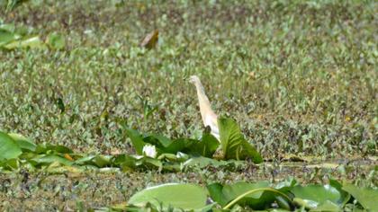 Squacco Heron