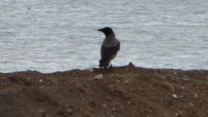 Hooded Crow